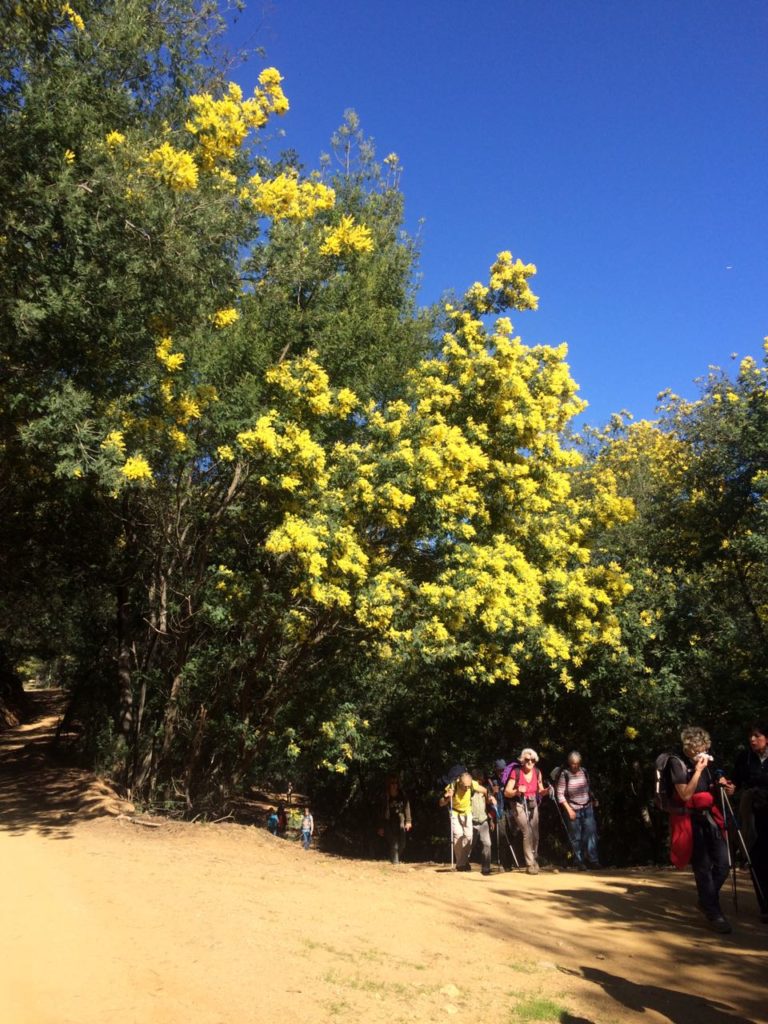 Caminhada no percurso das Mimosas