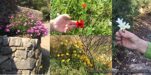 Flores da montanha de Gros Cerveau