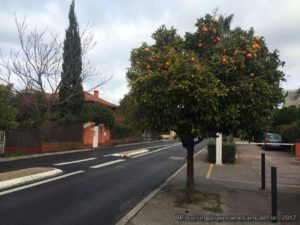 tangerineira en sanarysurmer