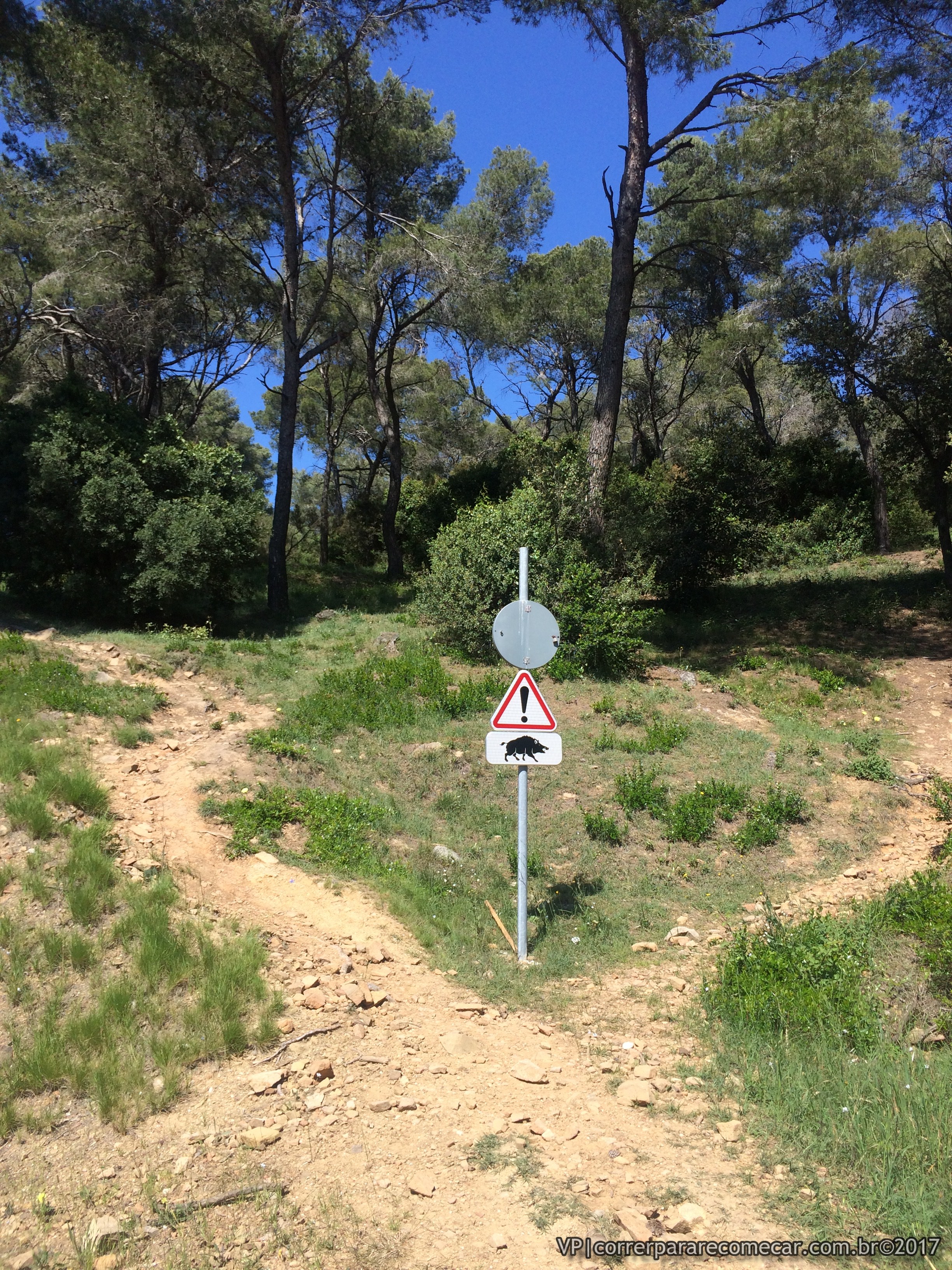 placa alerta javali