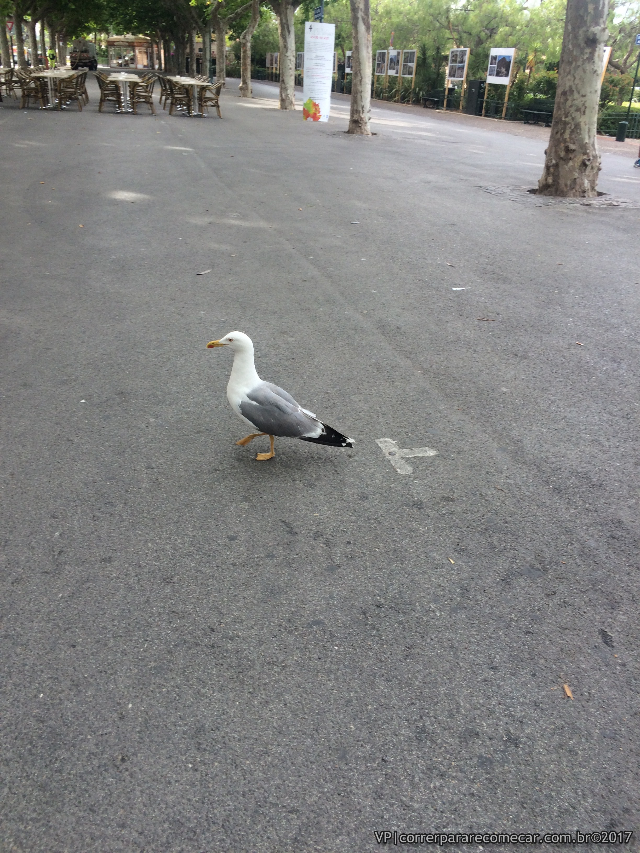 Mouette em Sanary