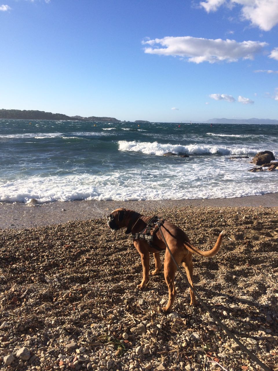 Cachorro no percurso Le Brusc- Six Fours Les Plages.