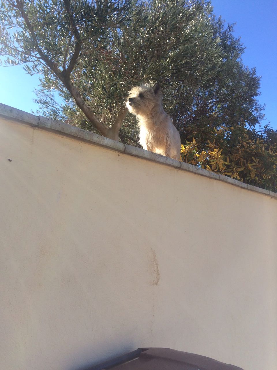 cão em cima do muro latindo