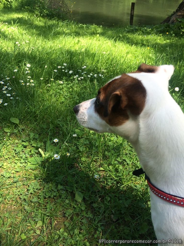 Alsace na companhia de uma jack russel