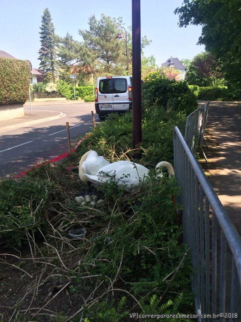 Percurso Illkirch-Graffenstaden ninho de cisnes