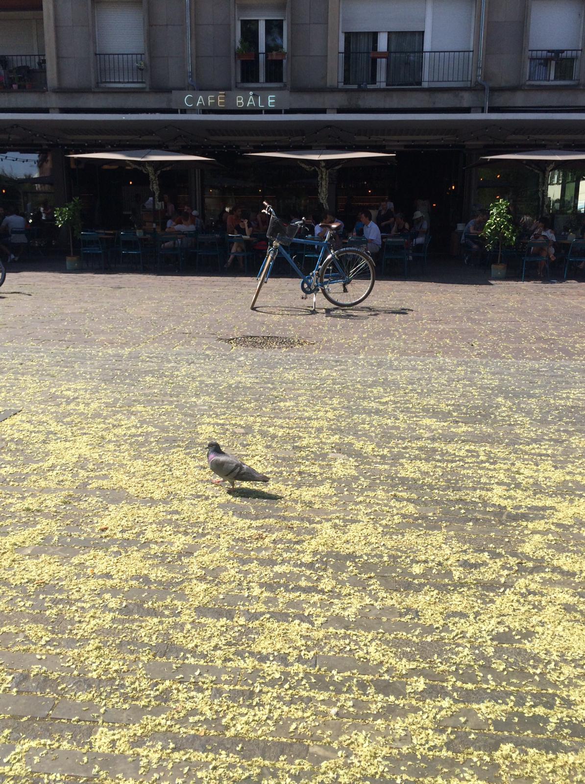 Pássaro na praça em Strasbourg