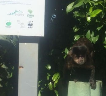 Floresta da Tijuca, liberdade em três tempos