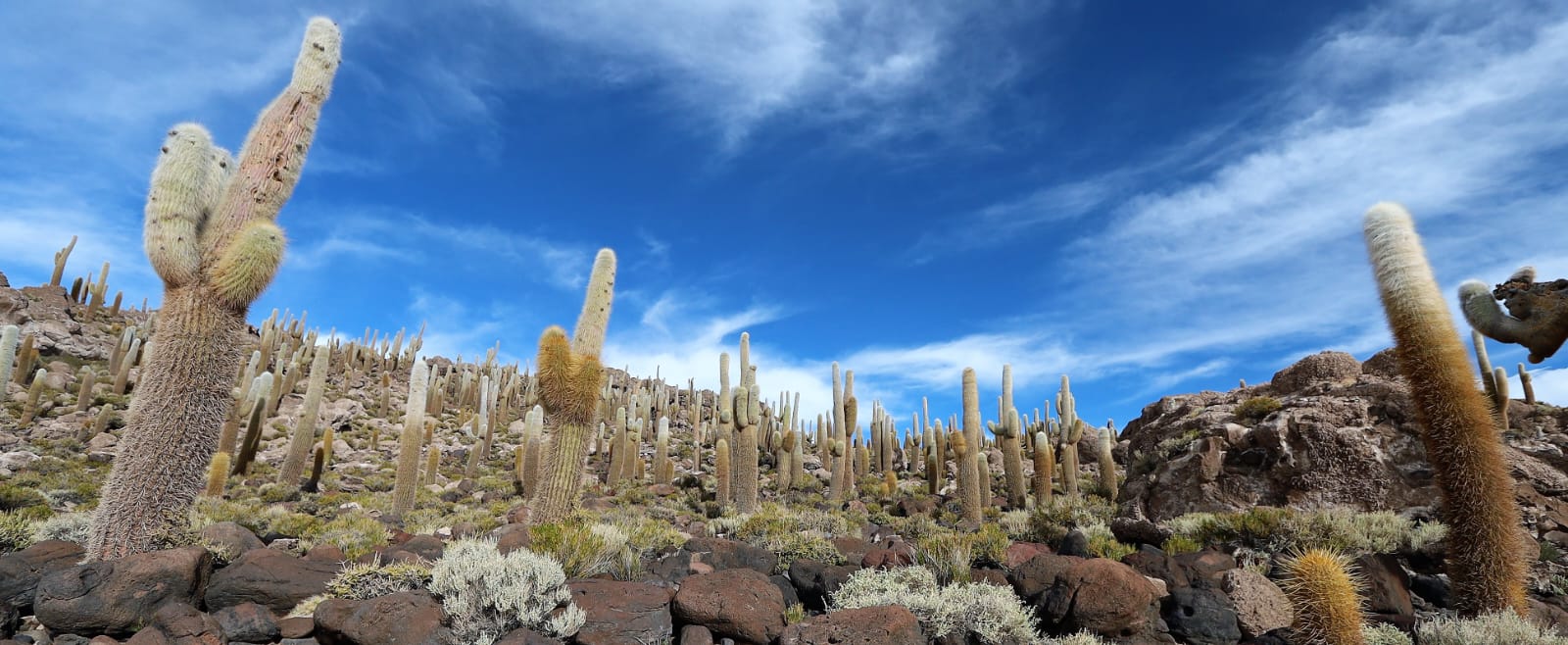 Tour Salar de Uyuni - Ilha Incauhasi - Bolívia