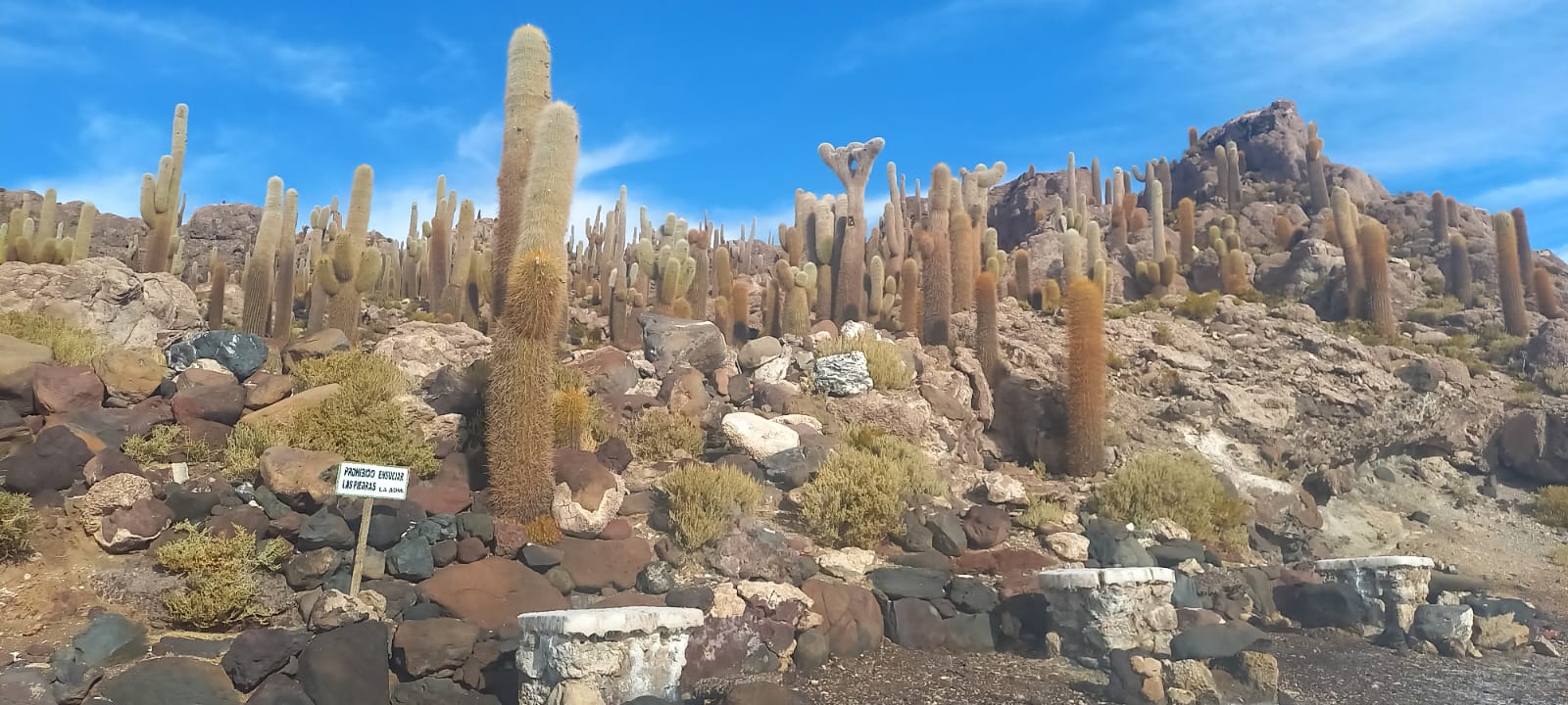 Cactus gigantes da Ilha Incauhasi - Salar de Uyuni