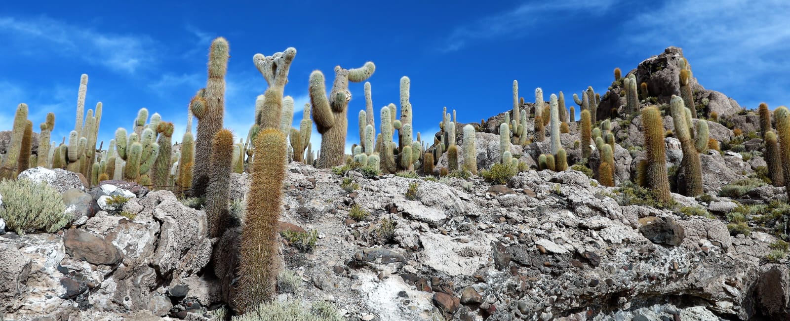 Ponto mais alto da Ilha Incauhasi - Salar de Uyuni