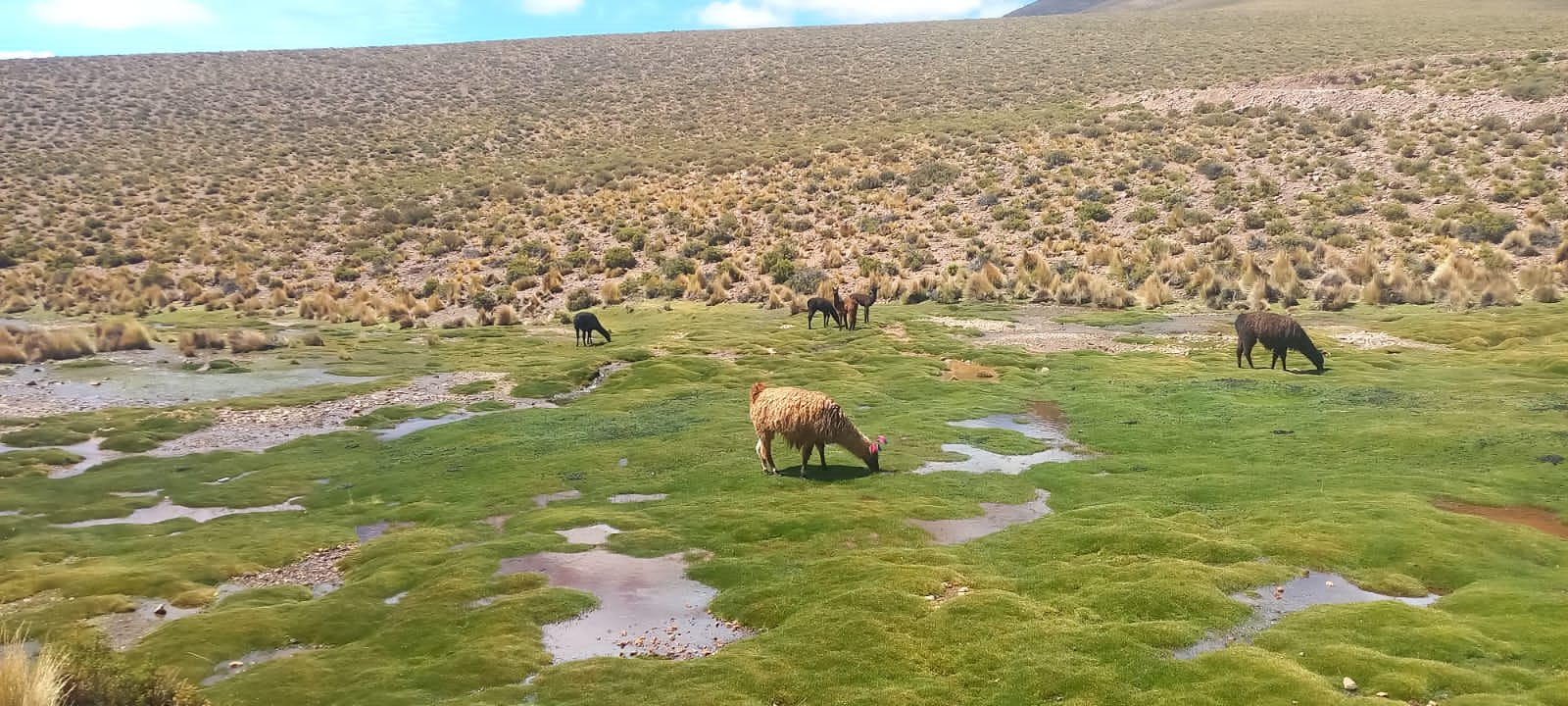 Alpacas